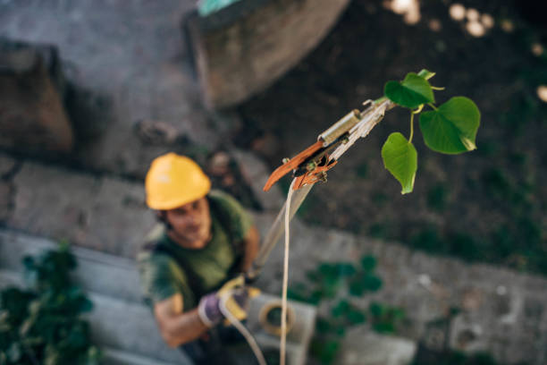 How Our Tree Care Process Works  in  Roseville, MI